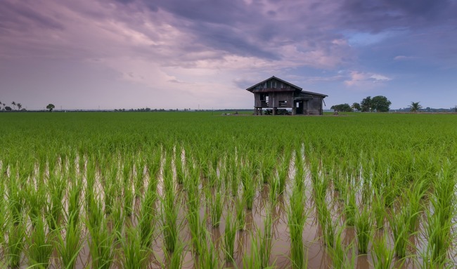 European rice